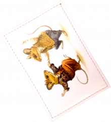 Чехол для проездного "Танец мышат"